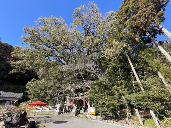 仁井田神社で【かつおみくじ】やら色々楽しすぎました！