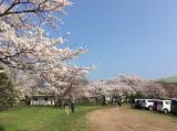 鏡野公園　桜